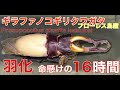 【完全変態】ギラファノコギリクワガタ　羽化【命懸けの16時間】Moment of eclosion（Prosopocoilus giraffa keisukei）