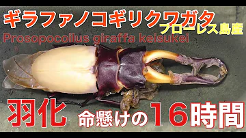 ギラファノコギリクワガタ折り