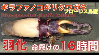 完全変態 ギラファノコギリクワガタ 羽化 命懸けの16時間 Moment Of Eclosion Prosopocoilus Giraffa Keisukei Youtube