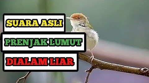 KICAUAN GACOR BURUNG PRENJAK LUMUT di ALAM LIAR || PECINTA BURUNG