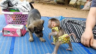 The Most Relationship !! Little Monkey Dody Welcome Puppy While They Come To Visit Him