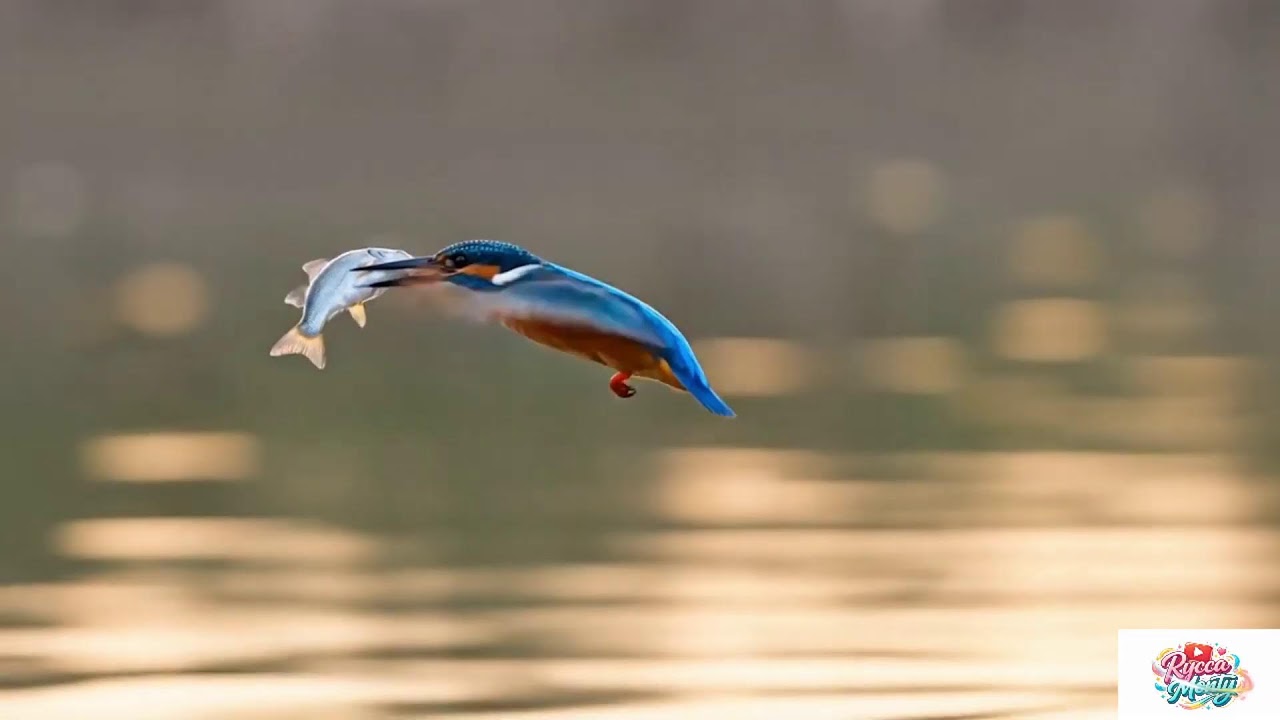 Relax sound forest first time light