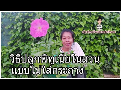 วีดีโอ: การตัดพิทูเนีย: คุณสมบัติของการสืบพันธุ์ของพิทูเนียโดยการตัดในฤดูหนาวและฤดูใบไม้ร่วงที่บ้าน วิธีการปลูกและรูตดอกอย่างถูกต้องหลังการตัดแต่งกิ่ง?