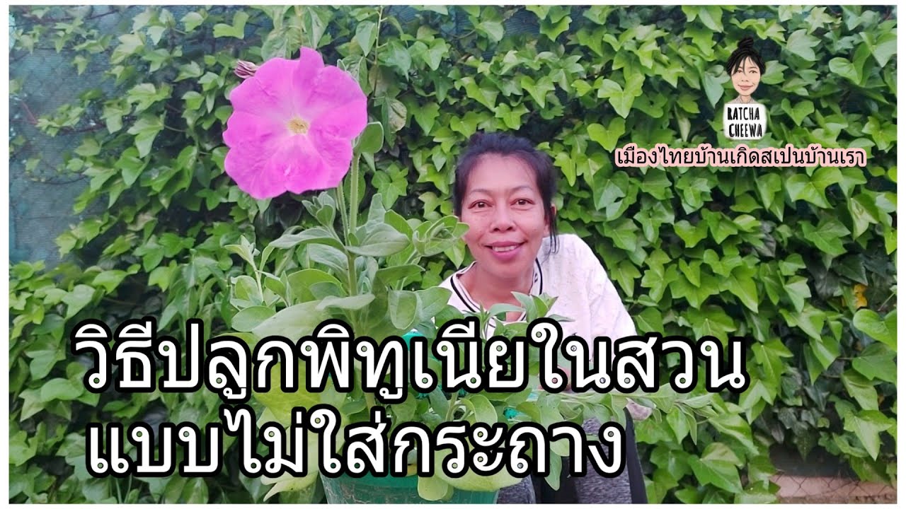 วิธีปลูกพิทูเนียในสวนโดยไม่ใส่กระถาง พร้อมเทคนิคการปลูก