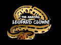 The Amazing Potential of the Leopard Clown Ball Python!