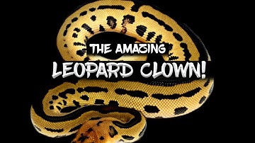 The Amazing Potential of the Leopard Clown Ball Python!