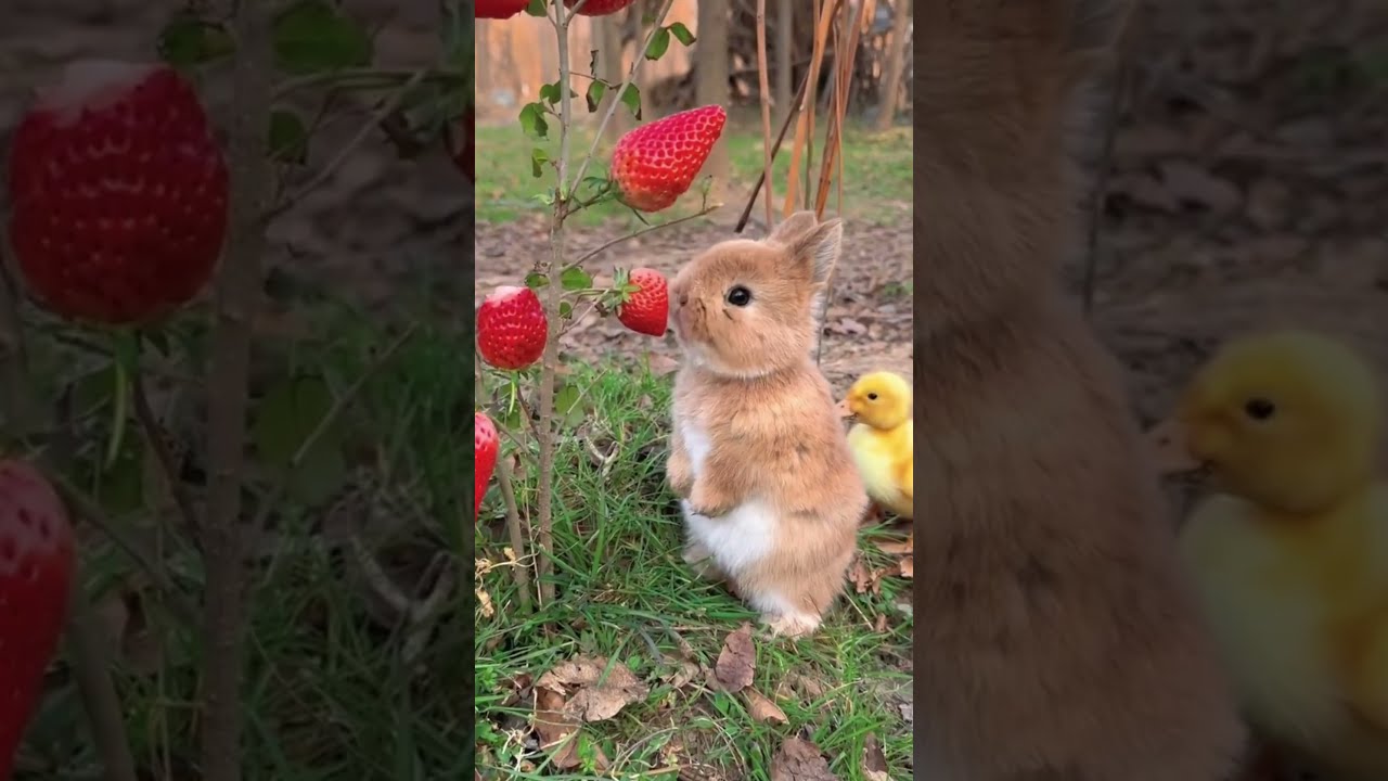 Amazing Animal Growth Journey Animals Funny Cute