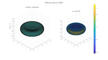 Willmore flow for a red blood cell