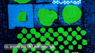 Details Stock Spotlight: ECC Seasons Greetings Montipora Frag Guide