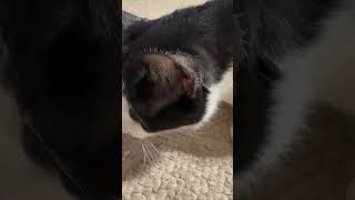 Feeding my cat 😮#catmemes #cat