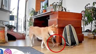 Our dog carried her puppy all the way to our bedroom! but why?!