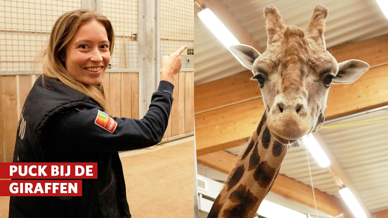 Puck helpt mee in de giraffenstal 🦒 | Burgers' Zoo achter de schermen