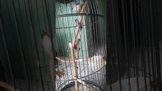 Rambatan Paruh Merah masteran rpm rambatanparuhmerah rambatan shorts