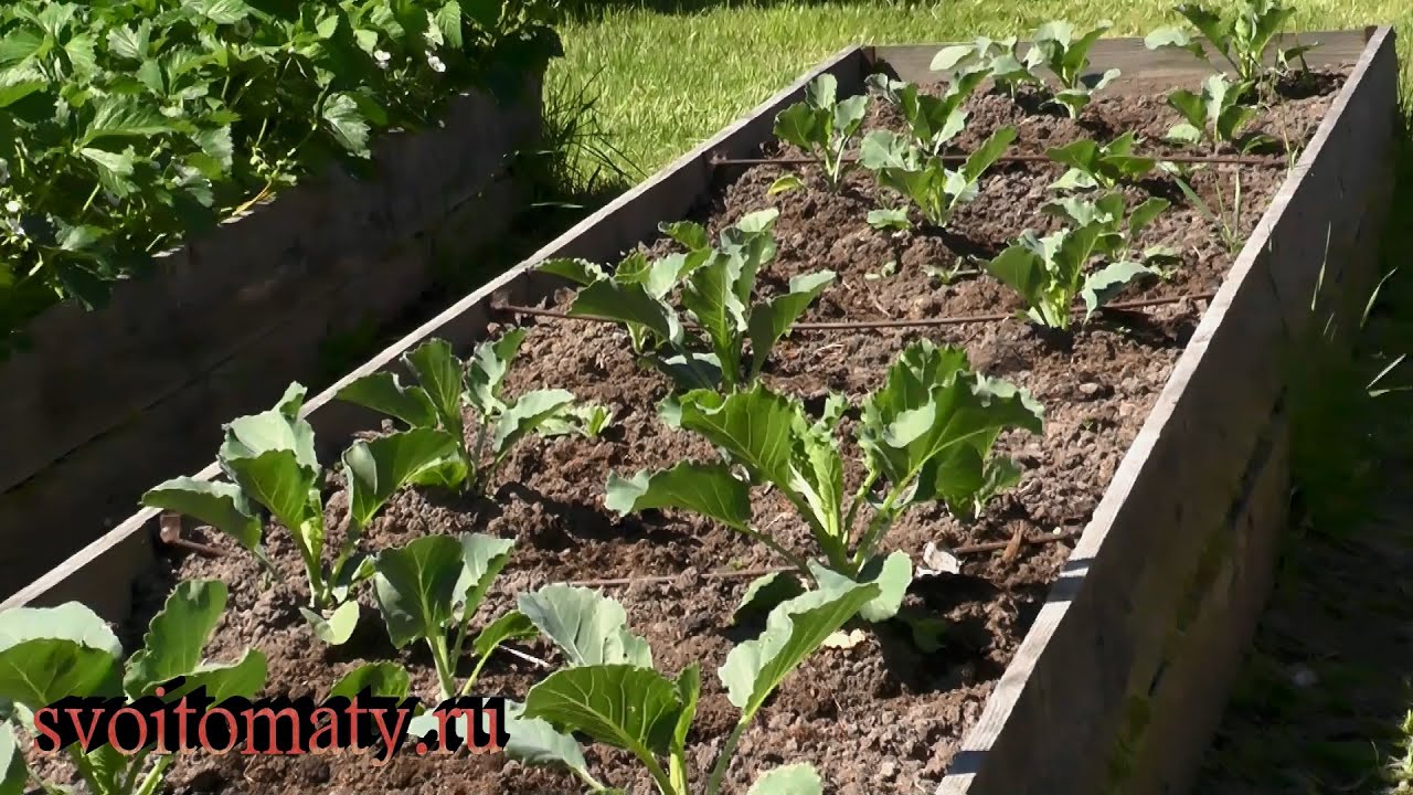 Эффективные приемы для обеспечения здорового роста овощей