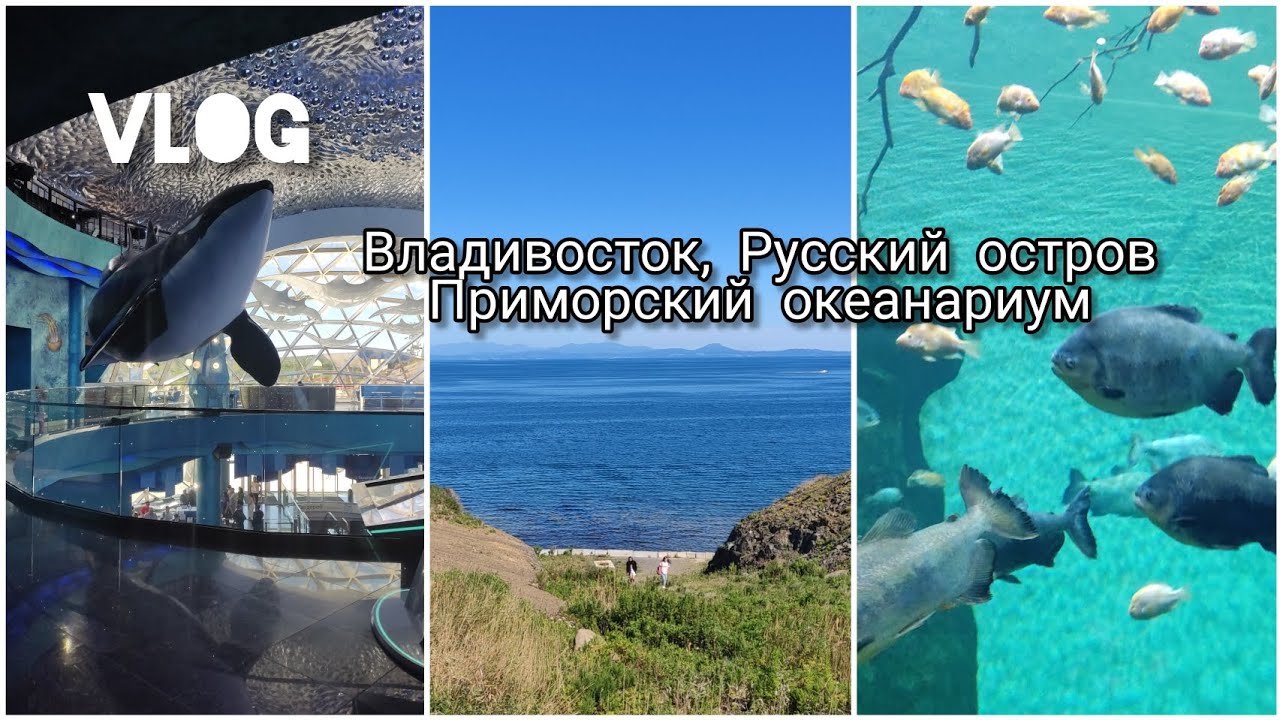 VLOG: Владивосток, Русский остров, Приморский океанариум // Anna Kru