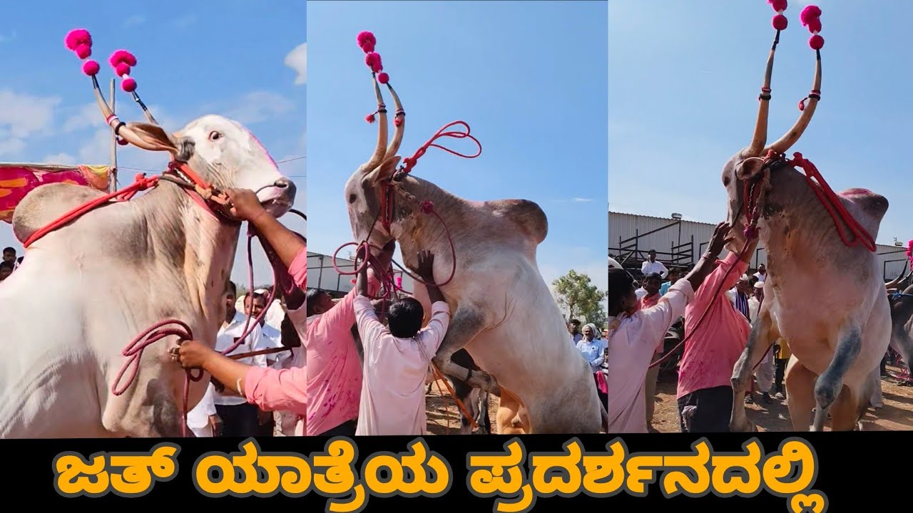 ಜತ್ ಯಾತ್ರೆಯ ಪ್ರದರ್ಶನದಲ್ಲಿ ||terabandi lover