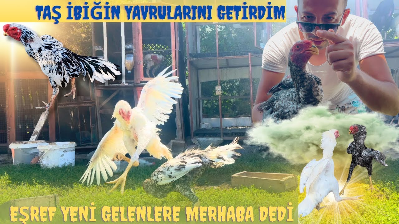 Kaçırdığımız taş ibik horozun taş ibik yavruları geldi 