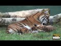 BCS - Sumatran Tiger Cubs - Toba & Kubu being boisterous at 12 weeks!