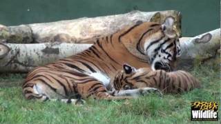 BCS - Sumatran Tiger Cubs - Toba & Kubu being boisterous at 12 weeks!