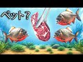 本当にピラニアをペットにしてみた！マジで！