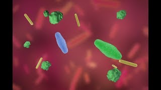 Probiotic bacteria evolve inside mice’s GI tracts