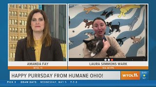 Happy Purrsday! There are lots of kittens up for grabs at Humane Ohio
