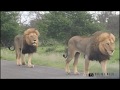 Two huge male lions strolling in the road Kruger National Park