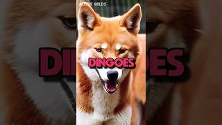 3 Weird Facts About Dingoes: Dingo #shorts #animals #dingo 3 Weird Facts About Dingoes: Dingo #shorts #animals #dingo