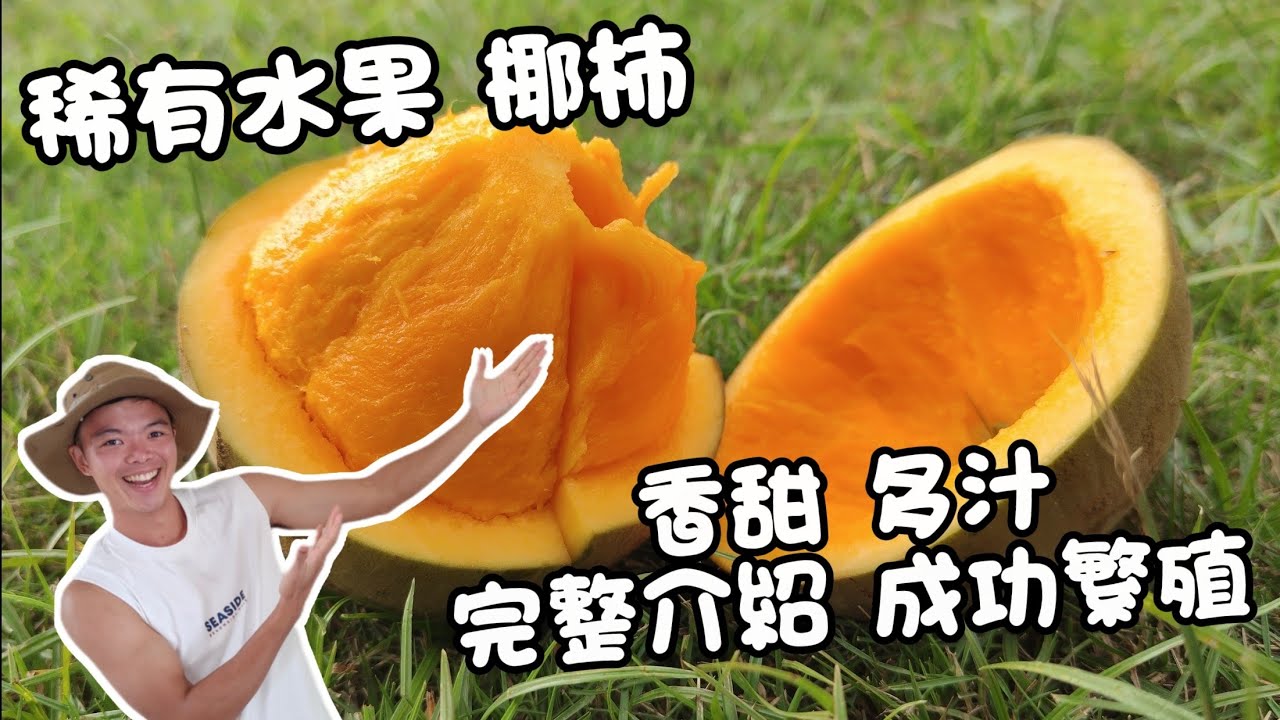 南美雨林稀有水果！🔥 稀有「椰柿」！7 週種植成果公開！椰柿種子發芽成功！🌱從零開始教你種椰柿！Chupachupa zapote | 紅龍兄