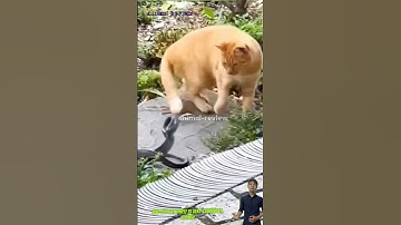 Mèo thân thủ rất nhanh con rắn không chạm được cộng lông của nó