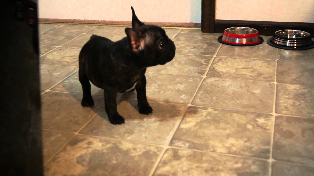 french bulldog talking - YouTube