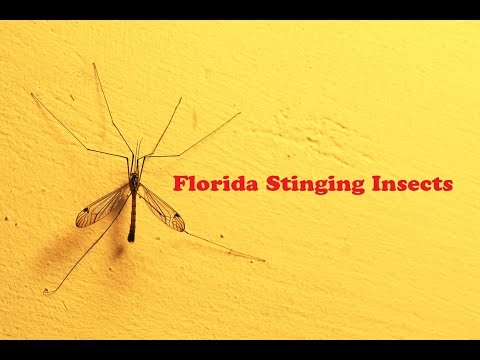 Florida State Insect Vector What Are The Biting Insects In Florida