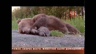 Сбили медведя на трассе в Екатеринбурге(, 2016-06-16T15:53:00.000Z)