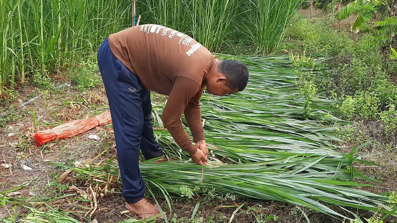 แบ่งพื้นที่ 1 ไร่  ปลูกหญ้าขาย รายได้ดี