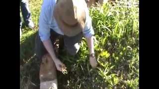 Cutleaf Toothwort - Fix Toothaches And Tastes Like Horseradish