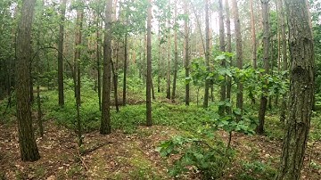 Cinematic flight Reptile Cloud-149