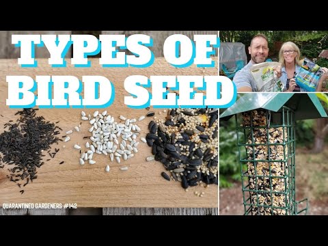 🐦 Types of Bird Seed to Attract Different Birds - GQ Day 142 🐦