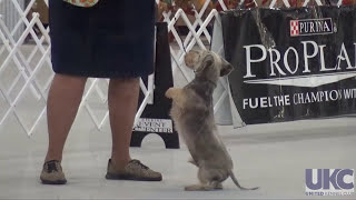 2015 UKC Gateway Nationals | United Kennel Club