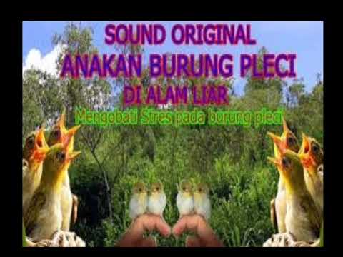 Suara Mp3 Burung Pleci Anakan Ampuh Untuk Pikatan Dan Meningkatkan Birahi