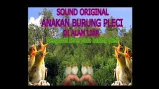 Suara Mp3 Burung Pleci Anakan Ampuh Untuk Pikatan Dan Meningkatkan Birahi