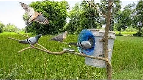 Awesome Quick Bird Trap Using A Leg Snare Platform Trap   Easy Best Bird Trap That Work 100%