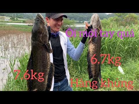 Câu cá lóc(26/5/2019) pha câu cá lóc khủng 7.6 kg của cần thủ mới vào nghề