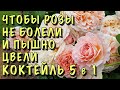 СРОЧНО ОБРАБОТАЙТЕ РОЗЫ! Коктейль 5 в 1 ЗАЩИТА от заболеваний, насекомых и ВЗРЫВАТЕЛЬ ЦВЕТЕНИЯ!