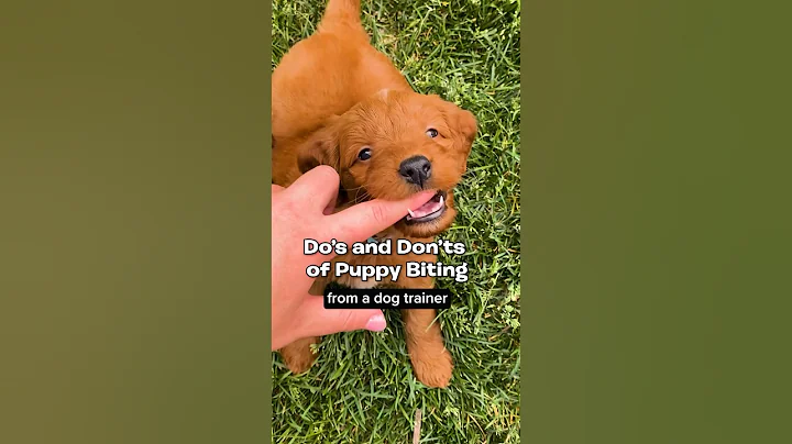 Puppy Biting 101🦈🦷 #DogTraining #puppytips #dogtrainer #puppytraining #puppybiting #puppyadvice