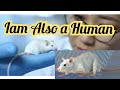 Scientists made chimera mice as a part of human cells