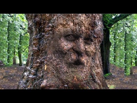 Photoshop Tutorial: How to Camouflage a Face onto Gnarly, TREE Bark