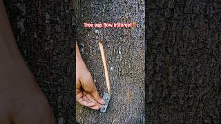 tree sap flow in forest 🪵 #grafting