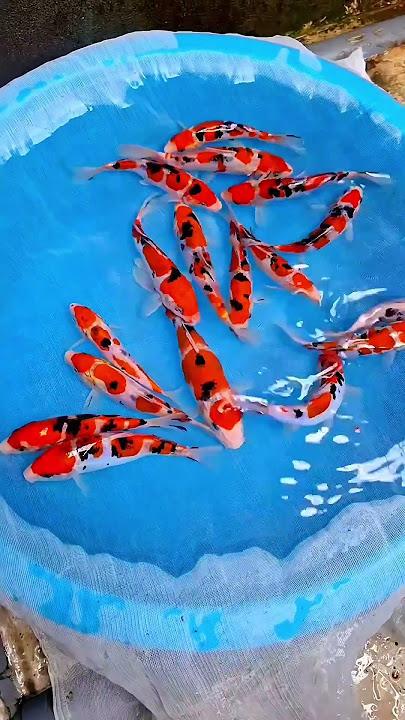 Beautiful Koi Sanke😍 #koi #sanke #nishikigoi #koifish #bekoifarm