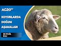 Koyunlarda Doğum Aşamaları / Dr. Koyuncu - Agro TV