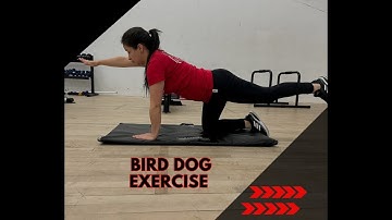 BIRD DOG EXERCISE, REGRESSION AND PROGRESSION